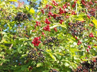 Fruit